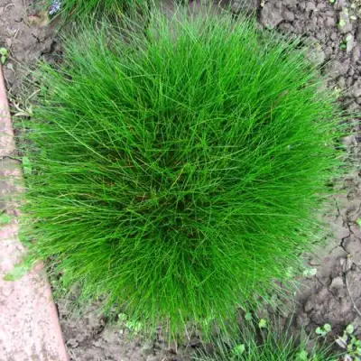 Овсяница ГОТЬЕ в Горках