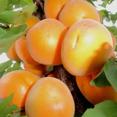 Абрикос ДЕСЕРТНЫЙ в Горках