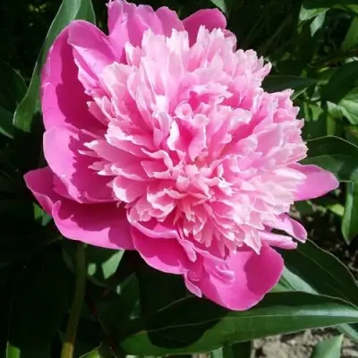 Пион ГОЛУБАЯ ХРИЗАНТЕМА травянистый в Горках