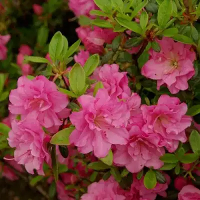 Азалия РОЗИНЕТТА японская в Горках