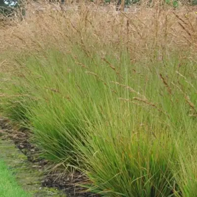 Молиния ПОЛ ПЕТЕРСОН голубая в Горках