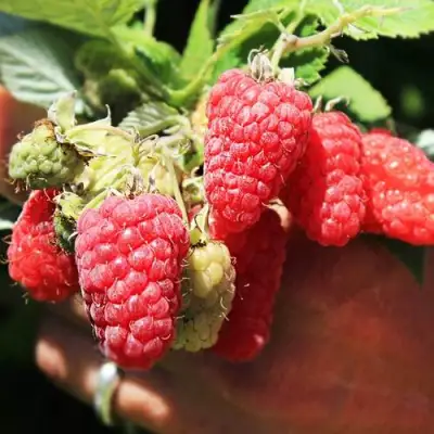 Малина ПАТРИЦИЯ в Горках