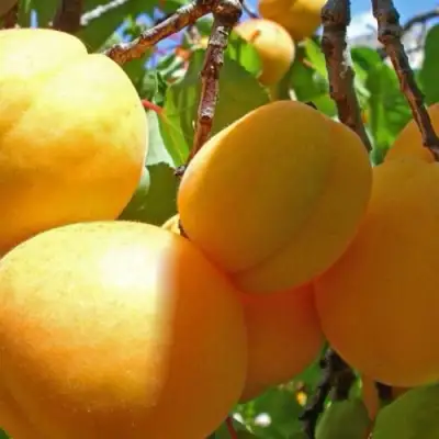 Абрикос ПАМЯТЬ ЛОЙКО в Горках