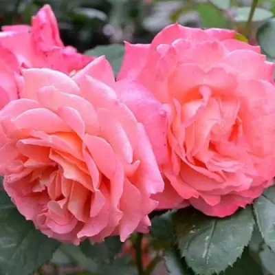 Роза ИНСТИТУТ ЛЮМЬЕР шраб в Горках