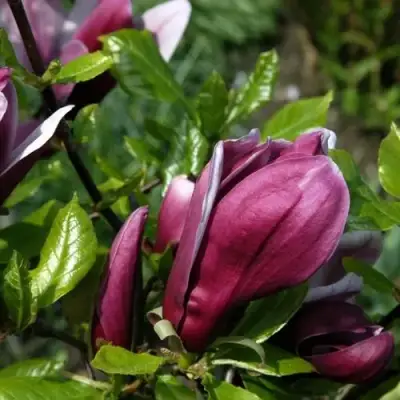 Магнолия НИГРА в Горках