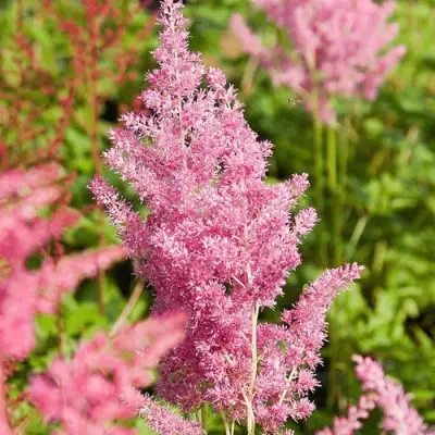 Астильба РЕЙНЛЕНД японская в Горках