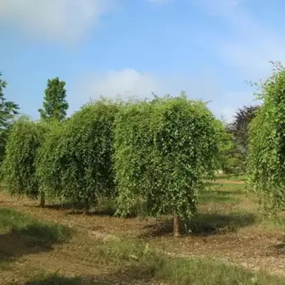 Береза САММЕР КАСКАД черная в Горках