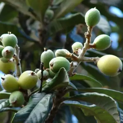 МУШМУЛА  в Горках