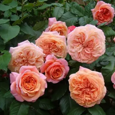 Роза ЧИППЕНДЕЙЛ чайно-гибридная в Горках