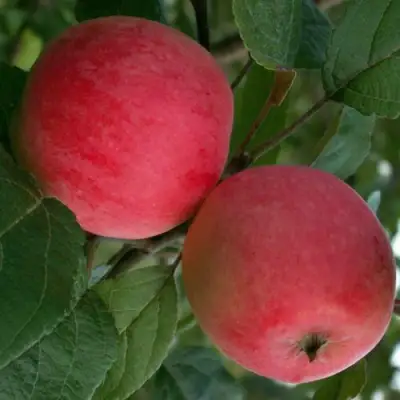 Яблоня СУЙСЛЕПСКОЕ (МАЛИНОВКА) в Горках