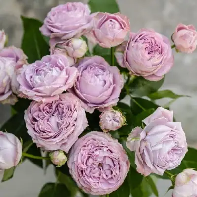 Роза ЛАВАНДЕР БАБЛС спрей в Горках