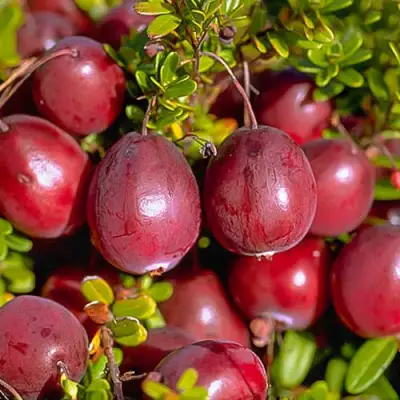 Клюква БЕН ЛИР в Горках