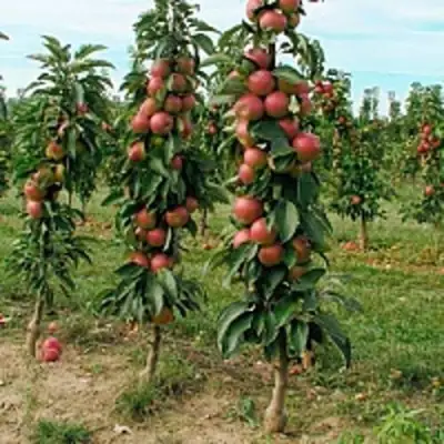 Яблоня ЯНТАРНОЕ ОЖЕРЕЛЬЕ колонновидная в Горках