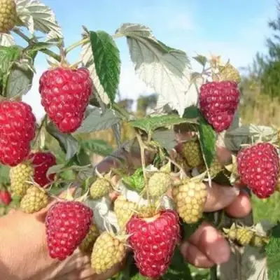 Малина ЖАР-ПТИЦА в Горках