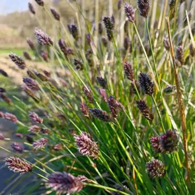 Сейслерия ХЕФЛЕРА в Горках