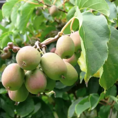 Актинидия ЛЮСИ аргута  в Горках