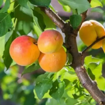 Абрикос РИТАУСМА в Горках