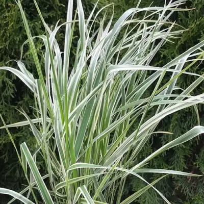 Вейник ОВЕРДАМ остроцветковый в Горках