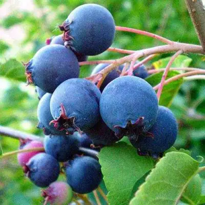 Ирга ПЕМБИНА в Горках