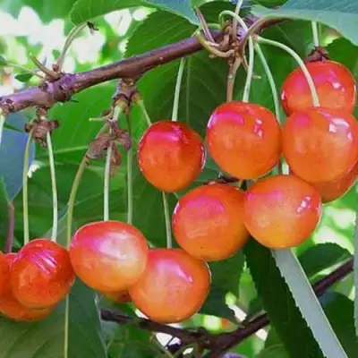 Черешня НАСЛАЖДЕНИЕ в Горках