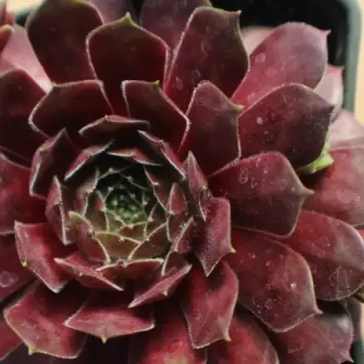 Молодило БЛЭК МОУНТЭЙН в Горках