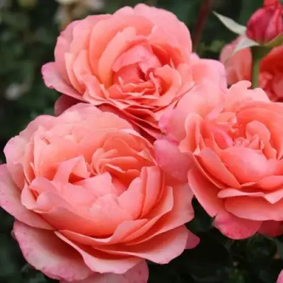 Роза КОРАЛ ЛИОНС РОУЗ флорибунда в Горках