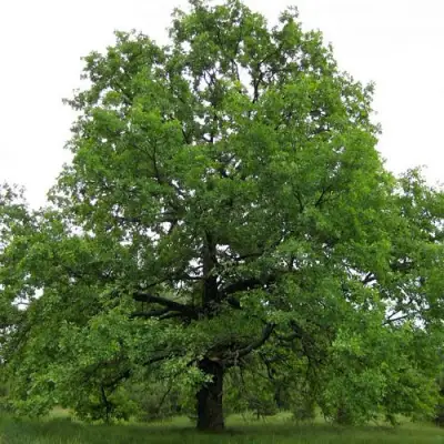 Дуб черешчатый в Горках