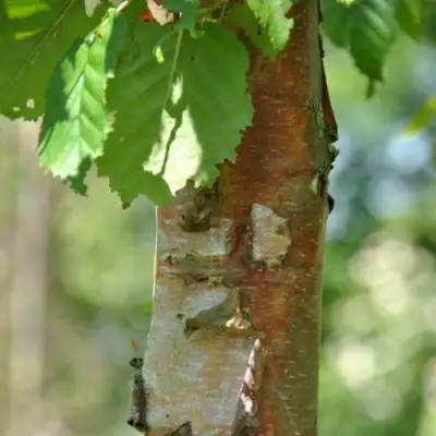 Береза бумажная в Горках