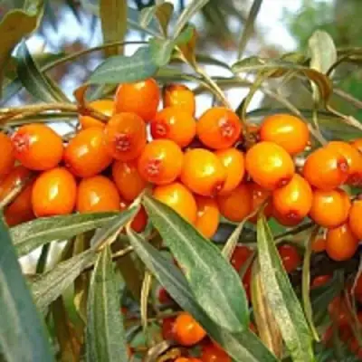 Облепиха БОТАНИЧЕСКАЯ в Горках