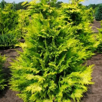 Кипарисовик ГОЛДЕН ВОНДЕР лавсона в Горках