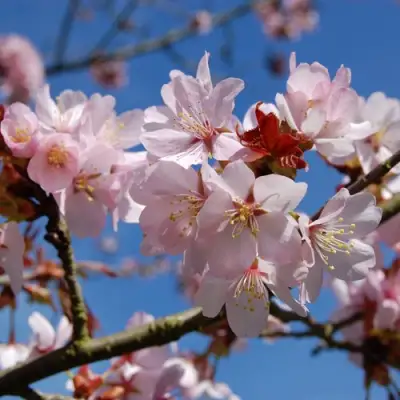 Вишня РАНЧО САРЖЕНТА в Горках