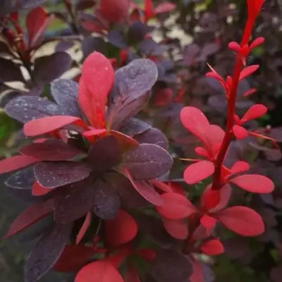 Барбарис РЕД ПИЛЛАР тунберга в Горках