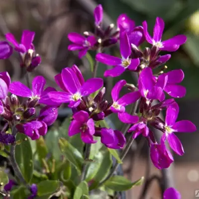 Арабис РОУЗ делайт в Горках