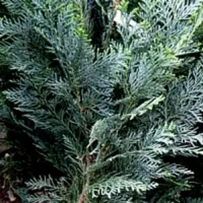 Кипарисовик ДАРТС БЛЮ РИББОН лавсона в Горках