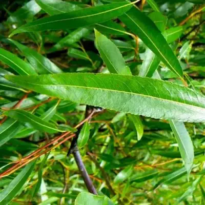 Ива ломкая  в Горках