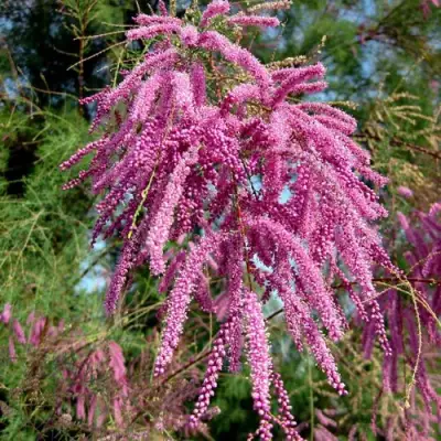 Тамарикс ПИНК КАСКАД в Горках