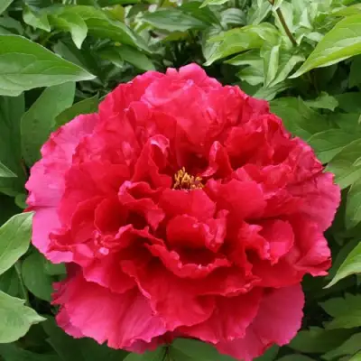 Пион АРОМАТНОЕ ВОСПОМИНАНИЕ древовидный в Горках