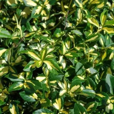 Бересклет САНСПОТ форчуна в Горках