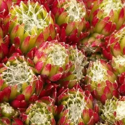 Молодило ХУКЕРА в Горках