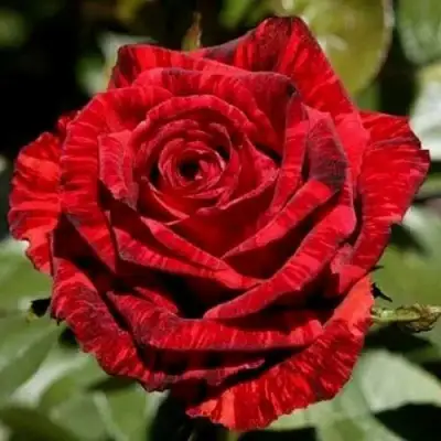 Роза РЕД ИНТУИШН чайно-гибридная в Горках