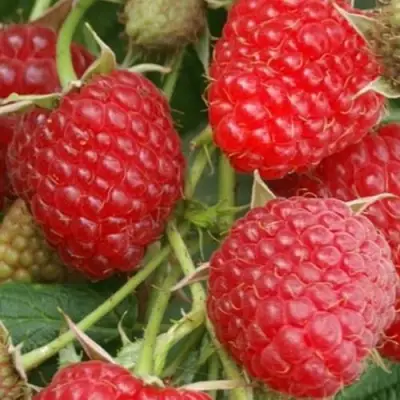 Малина КОЛОКОЛЬЧИК в Горках