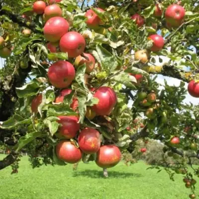 Яблоня ОРЛИК в Горках