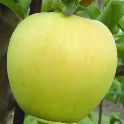 Яблоня ГОЛДЕН ДЕЛИШЕС в Горках