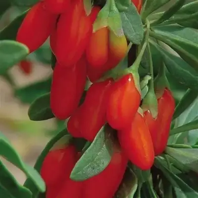 Годжи ВЯЧЕСЛАВ в Горках