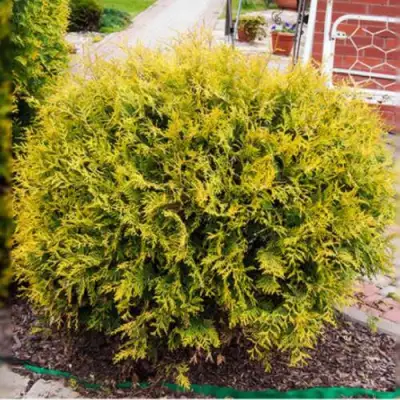 Туя КОЛЛЕРС ГОЛД складчатая в Горках