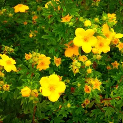 Лапчатка ГОЛДФИНГЕР кустарниковая в Горках