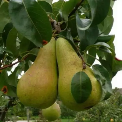 Груша КОНКОРД в Горках