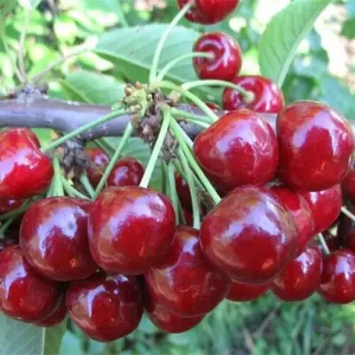 Вишня ДЕСЕРТНАЯ МОРОЗОВОЙ в Горках