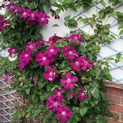 Клематис ЭРНЕСТ МАРКХАМ в Горках