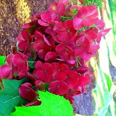 Гортензия АМЕТИСТ дуболистная в Горках